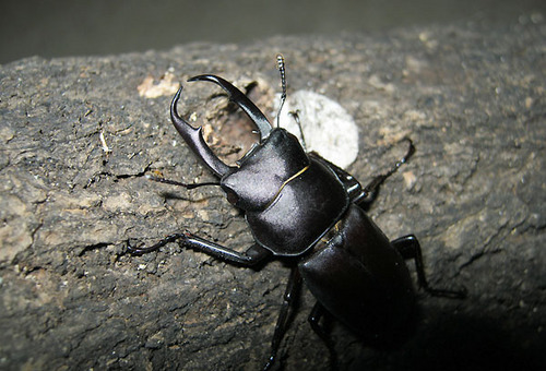 kokuwa-small.jpg