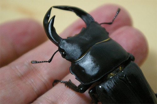 ookuwa-muko.jpg