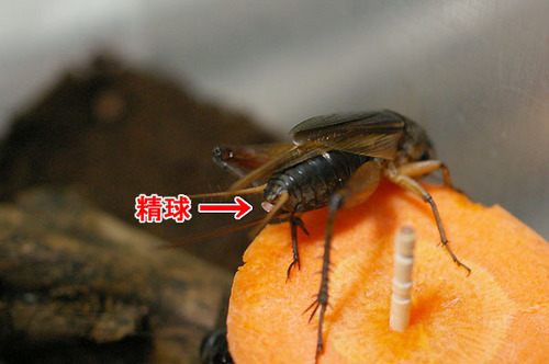 seikyu-up.jpg